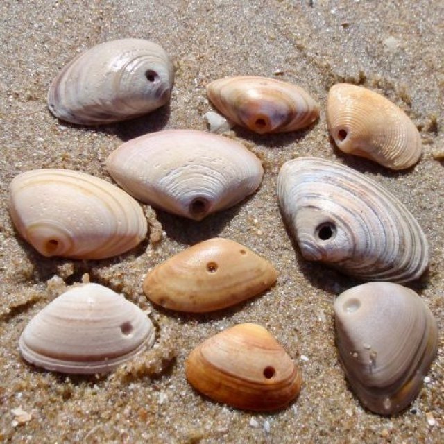 Schelpen met gaatjes 696x522